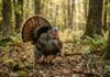The Gobbler That Taught Me Everything About Turkey Hunting the gobbler that taught me everything about turkey hunting