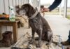 Flea & Tick Care for Senior Hunting Dogs: Safer Choices for Older Dogs Flea & Tick Care for Senior Hunting Dogs Safer Choices for Older Dogs