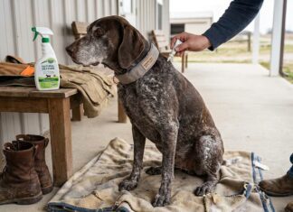 Flea & Tick Care for Senior Hunting Dogs: Safer Choices for Older Dogs Flea & Tick Care for Senior Hunting Dogs Safer Choices for Older Dogs