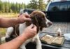 How to Remove a Tick From Your Hunting Dog (and the Best Tools for the Truck) How to Remove a Tick From Your Hunting Dog (and the Best Tools for the Truck)