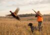 Iowa Pheasant Population Hits Second-Highest Count in a Decade Ahead of 2026 Season Iowa Pheasant Population Hits Second Highest Count in a Decade Ahead of 2026 Season