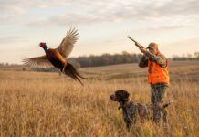 Iowa Pheasant Population Hits Second-Highest Count in a Decade Ahead of 2026 Season Iowa Pheasant Population Hits Second Highest Count in a Decade Ahead of 2026 Season