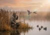 Iowa’s September Teal Season Opens Sept. 5 — What Hunters Need to Know Iowa's September Teal Season Opens Sept. 5 — What Hunters Need to Know