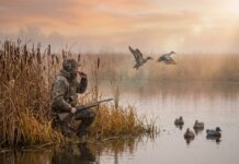 Iowa’s September Teal Season Opens Sept. 5 — What Hunters Need to Know Iowa's September Teal Season Opens Sept. 5 — What Hunters Need to Know