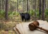 Judge decides Florida’s Bear Hunting will Continue Judge decides Florida's Bear Hunting will Continue