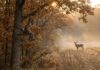 Missouri Deer Hunting Season for 2026 Missouri Deer Hunting Season for 2026