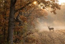 Missouri Deer Hunting Season for 2026 Missouri Deer Hunting Season for 2026