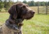 Seresto Collar for Hunting Dogs: Is the 8-Month Collar Right for Labs, Pointers & Hounds? Seresto flea and tick collar for large hunting dogs over 18 lbs