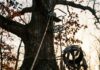 TWRA Records Flag Tree Stand Dangers: Buck Says Buckle Up Tree stand with safety lifeline and full-body harness on an oak, illustrating TWRA tree stand safety concerns in Tennessee