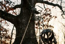 TWRA Records Flag Tree Stand Dangers: Buck Says Buckle Up Tree stand with safety lifeline and full-body harness on an oak, illustrating TWRA tree stand safety concerns in Tennessee