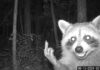 Raccoon Flips Off Trail Camera at 2:45 AM: Funny Trail Cam Meme Black-and-white night trail camera photo of a grinning raccoon with glowing eyes raising its middle finger at the camera in a dark forest, time-stamped 2:45 AM