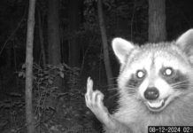 Raccoon Flips Off Trail Camera at 2:45 AM: Funny Trail Cam Meme Black-and-white night trail camera photo of a grinning raccoon with glowing eyes raising its middle finger at the camera in a dark forest, time-stamped 2:45 AM