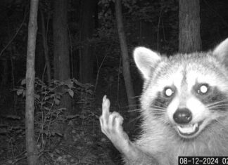Raccoon Flips Off Trail Camera at 2:45 AM: Funny Trail Cam Meme Black-and-white night trail camera photo of a grinning raccoon with glowing eyes raising its middle finger at the camera in a dark forest, time-stamped 2:45 AM